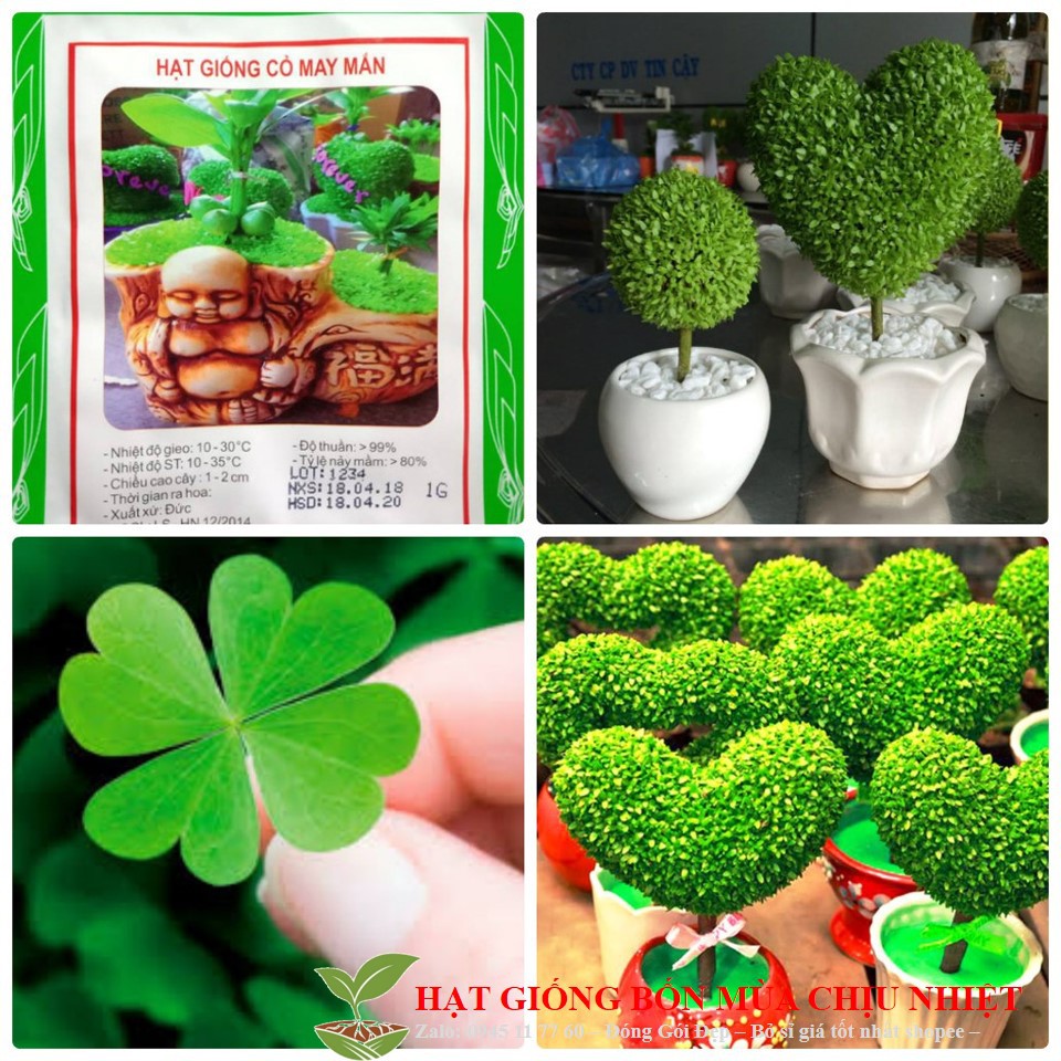 Hg10d hạt giống cỏ may mắn - 50 hạt