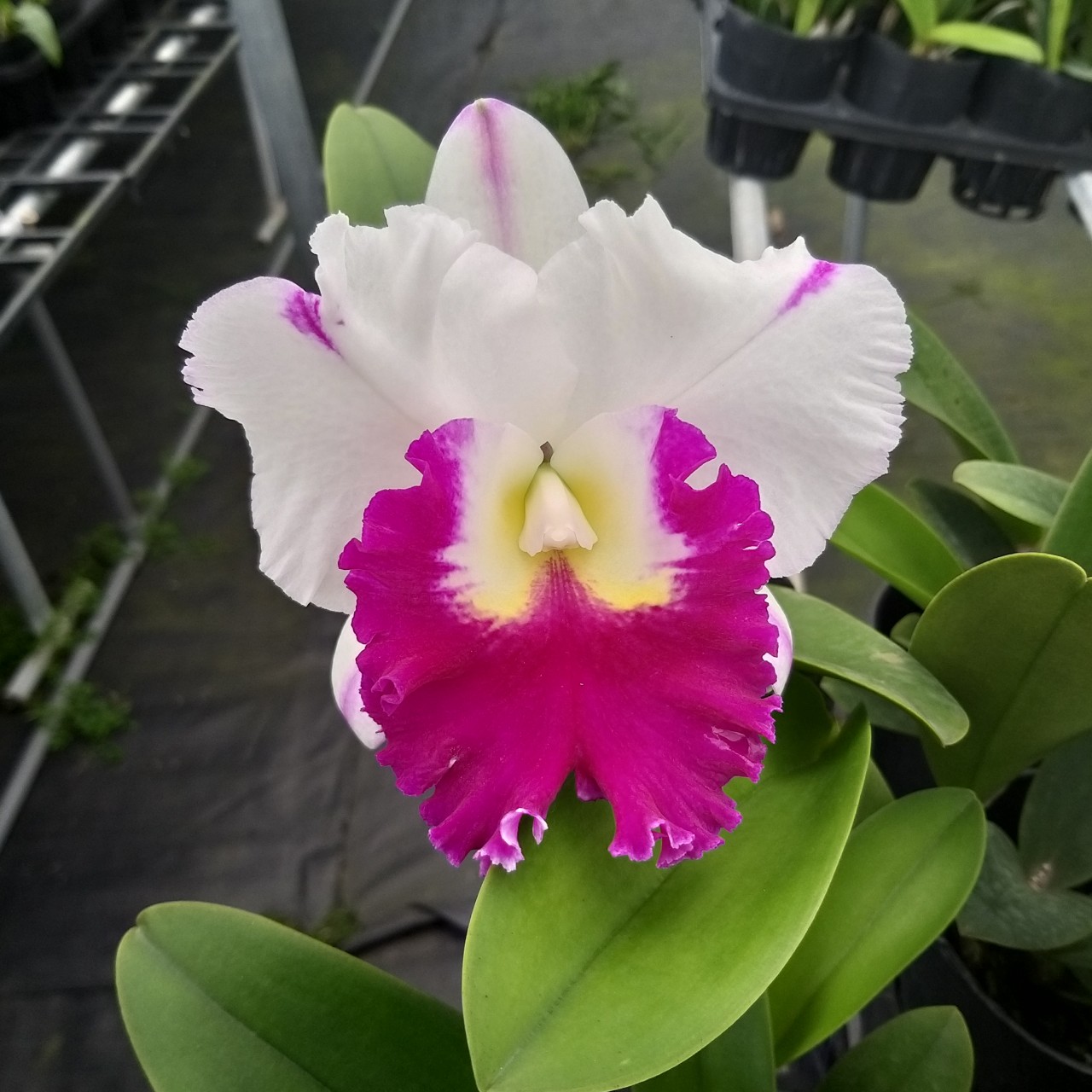 CATTLEYA chậu trưởng thành chưa nụ