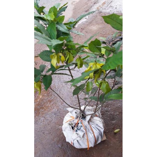 sản phẩm CÂY HOA DẺ