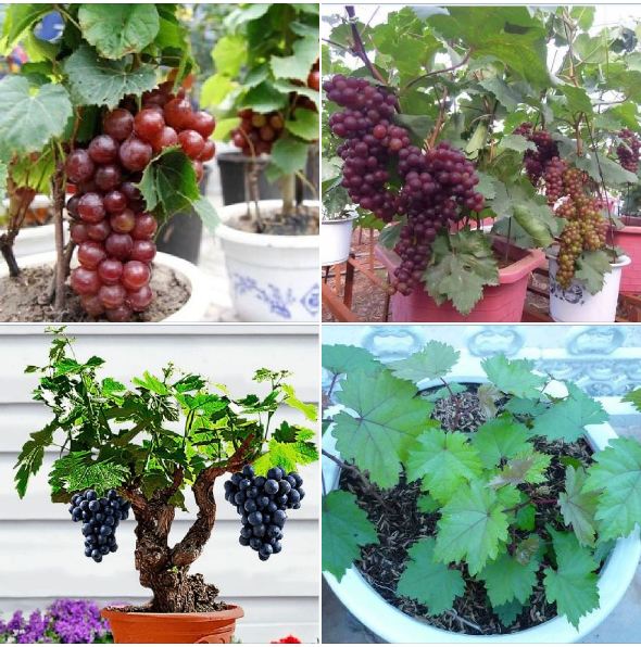Hạt giống nho lùn pháp siêu trái-gói 10 hạt