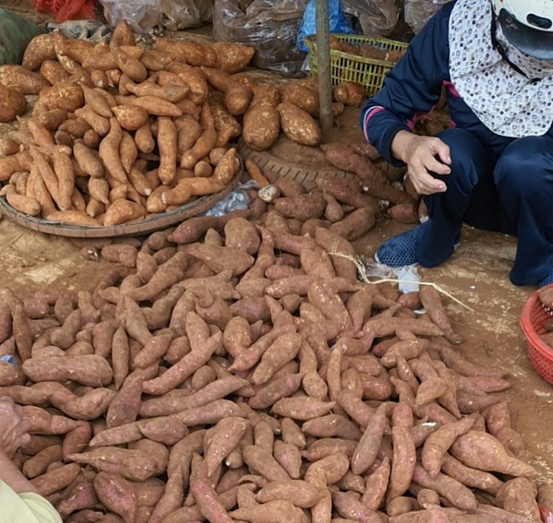 [HCM]Khoai Lang Nhật