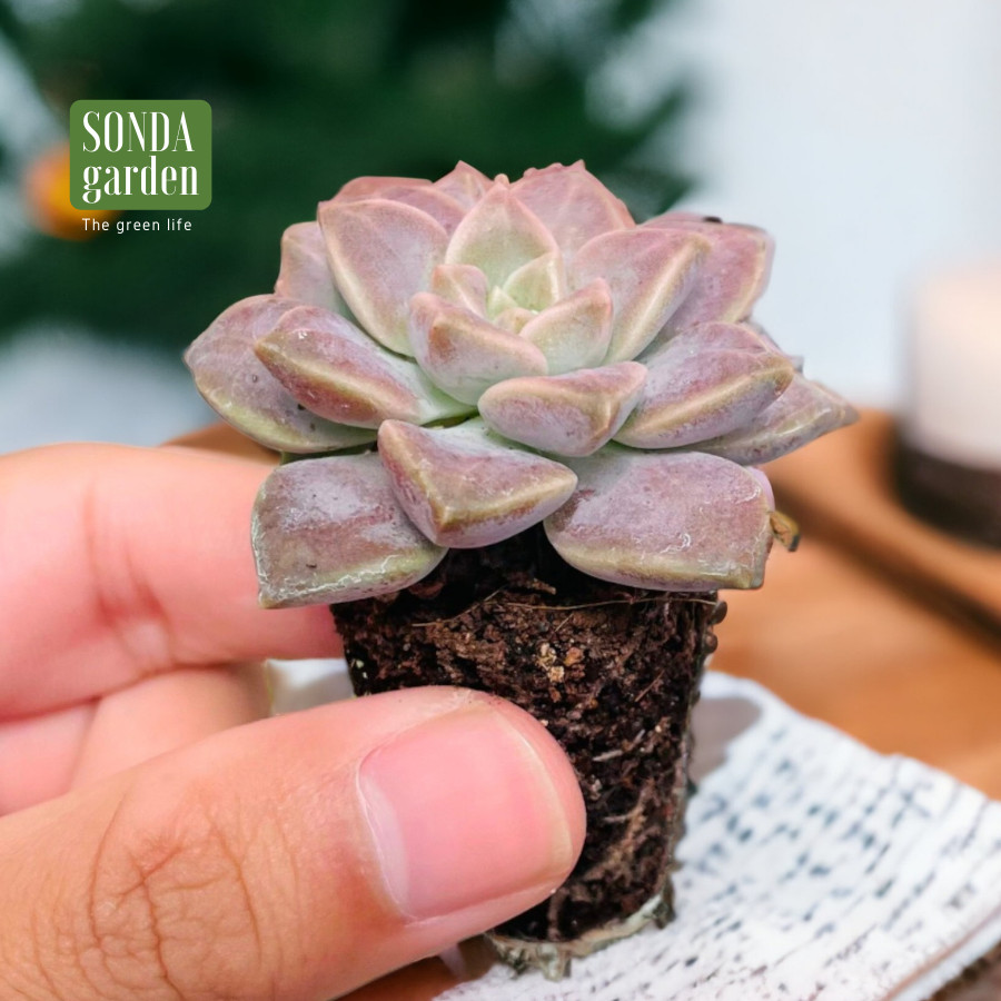 SEN ĐÁ ĐÁ TÍM SIZE MINI LỖI 1 ĐỔI 1
