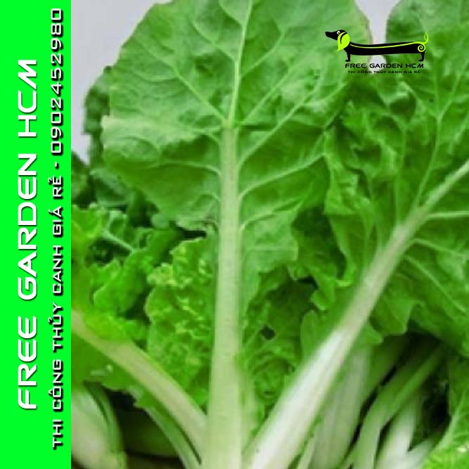 Hạt Giống Cải Bẹ Dún  Sen Vàng Gói 10Gram