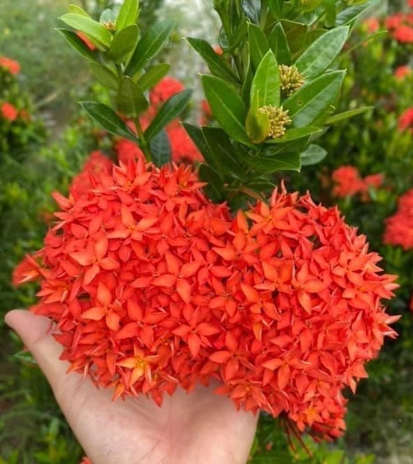Combo 50 cây giống trang đỏ lá nhỏ