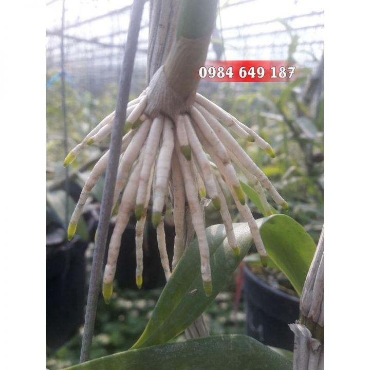 2 lọ Chế Phẩm Sinh Học Hùng Nguyễn