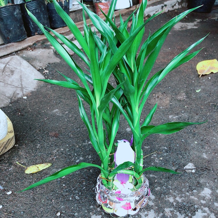 Chậu Trúc Phát Tài