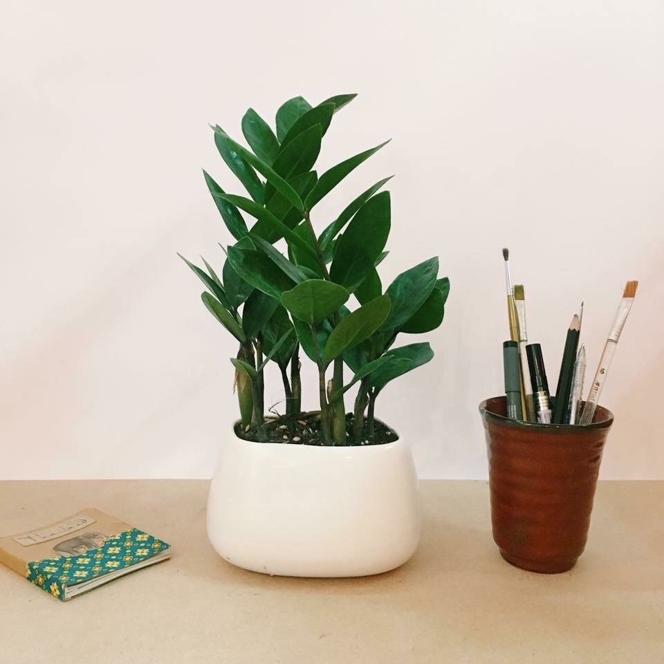Cây kim tiền mini để bàn