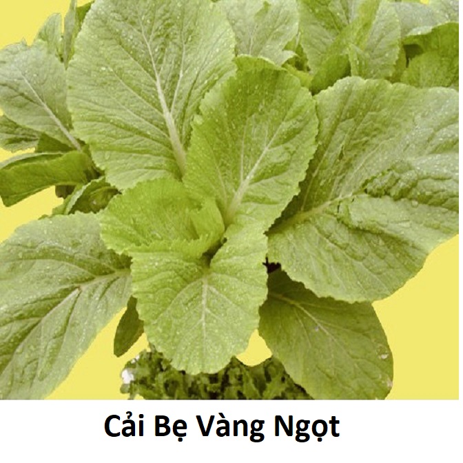 20gr Hạt Giống Cải Bẹ Vàng Ngọt