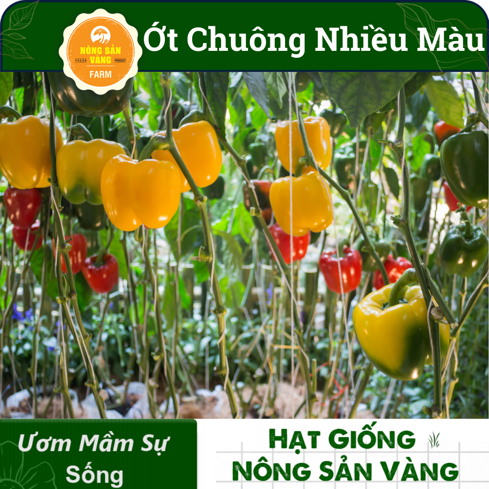 Hạt giống Ớt Chuông Nhiều Màu, Sinh Trưởng Và Phát Triển Khỏe, Năng Suất Cao (Gói 40 hạt) - Nông Sản Vàng