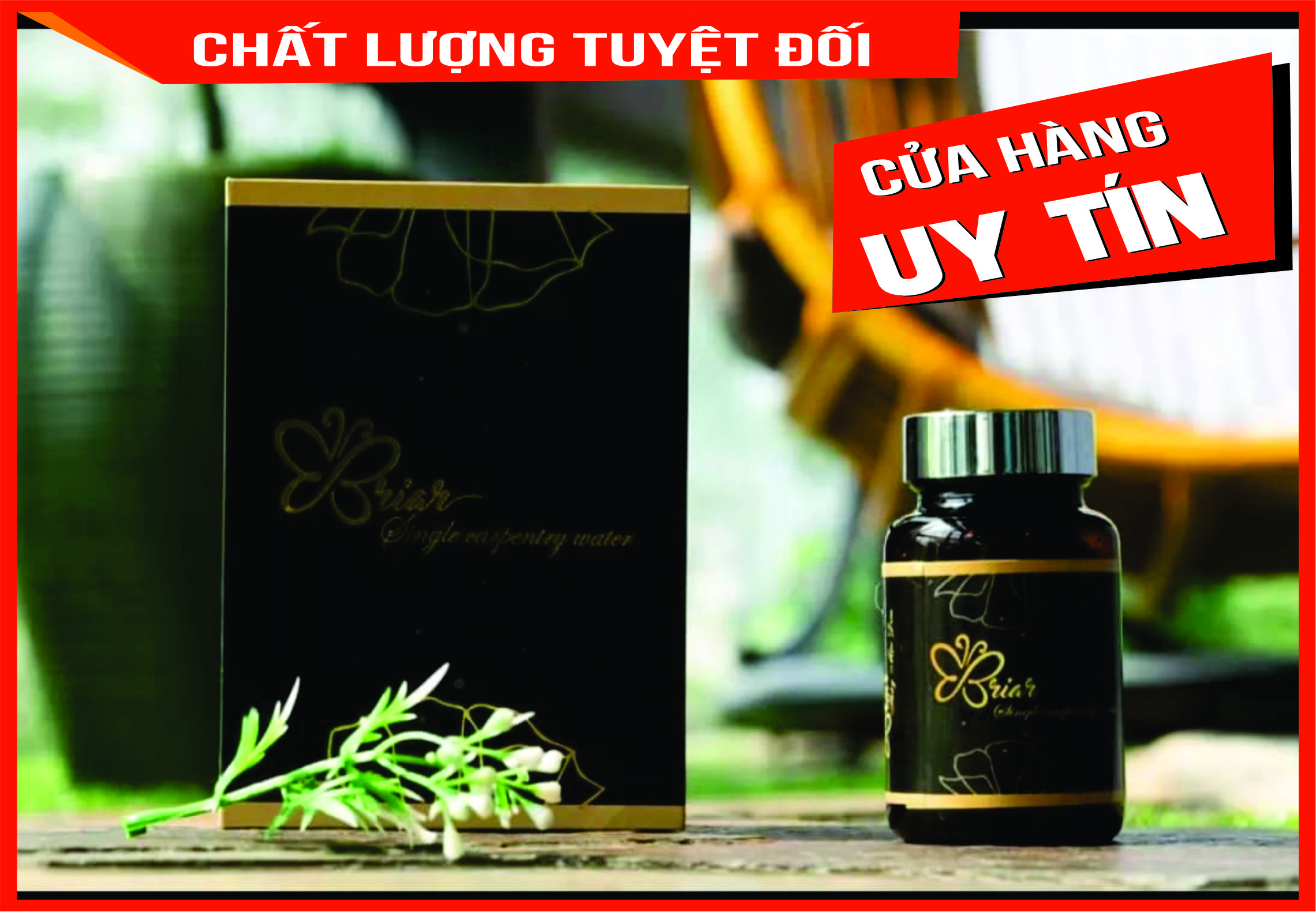 Thủy Mộc Đơn - Điều Huyết Briar