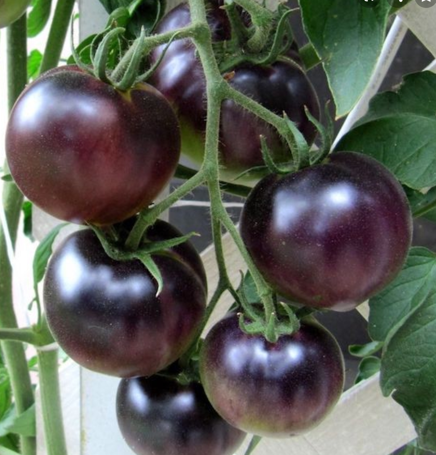 Hạt giống Cà chua đen (Black Tomato) - Maivangseeds