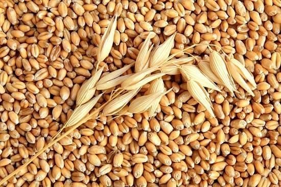 [HCM]Hạt lúa mì vàng, cỏ mèo loại 1kg.