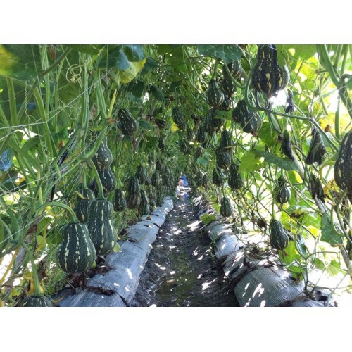 MJ154 Gói 10 Hạt Giống Bí Đỏ Hạt Đậu Lai F1 Năng Suất Cao 1gr Giống Mới Chịu Nhiệt 4 Mùa