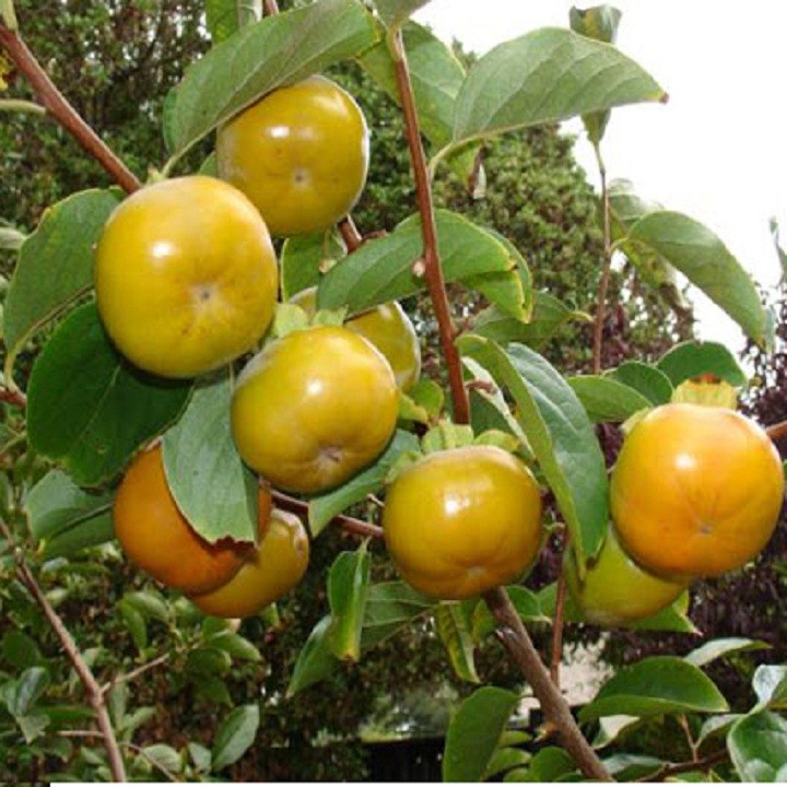 Cây giống hồng giòn - C119