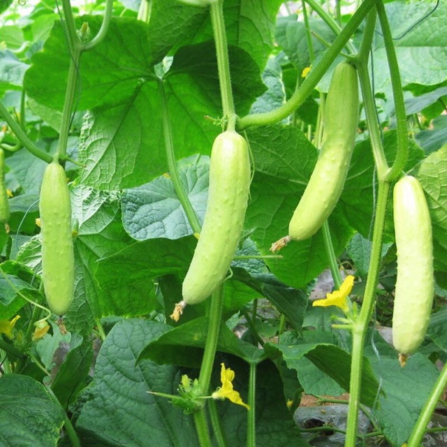 Hạt Giống Dưa Chuột Trắng