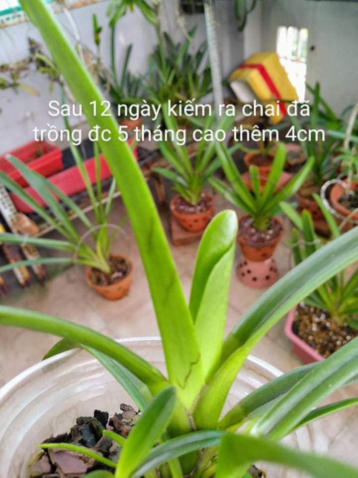 [HCM]Phân bón chuyên lan PHS Trí Việt