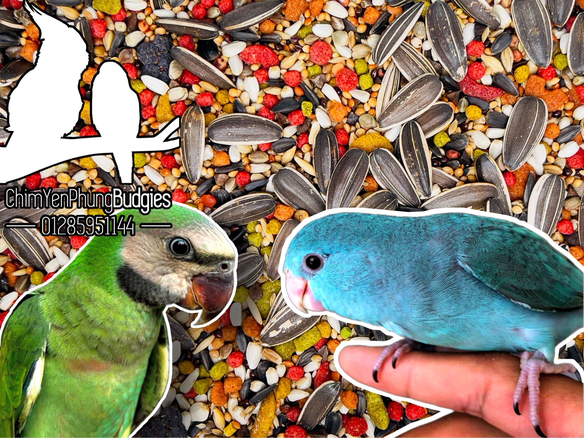 1kg hạt mix + Zupreem cho Vẹt size trung (Lovebird, Cockatiel, Parrotlet...)