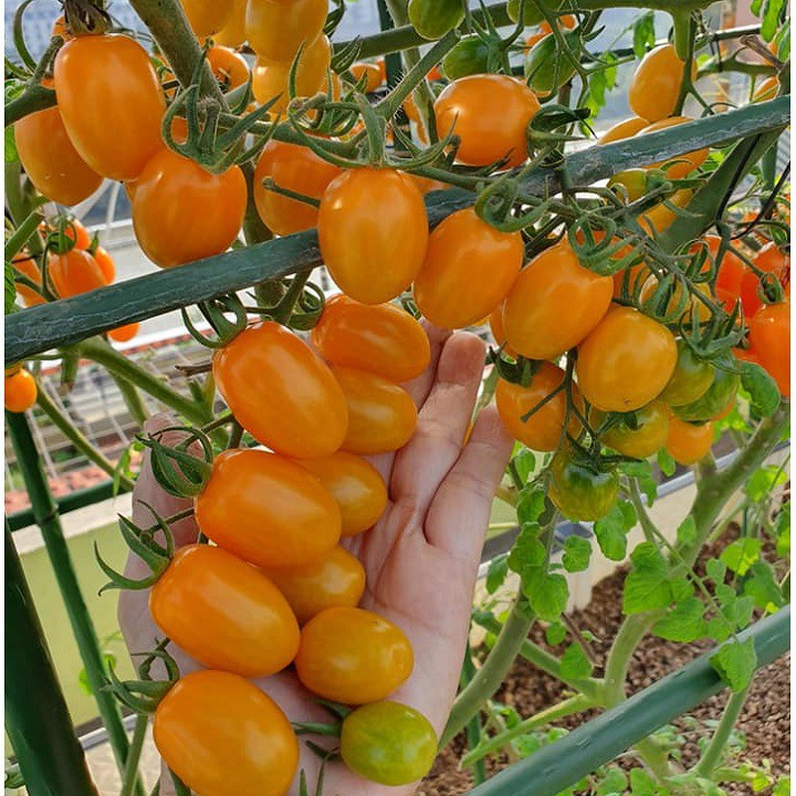 5H - Hạt giống cà chua cherry vàng ngọt
