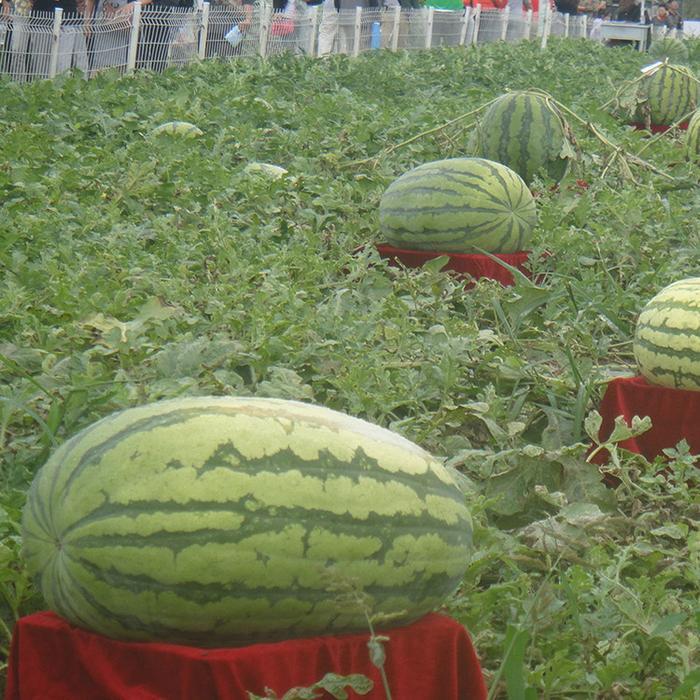 Giant Watermelon Seeds  - Sale Off