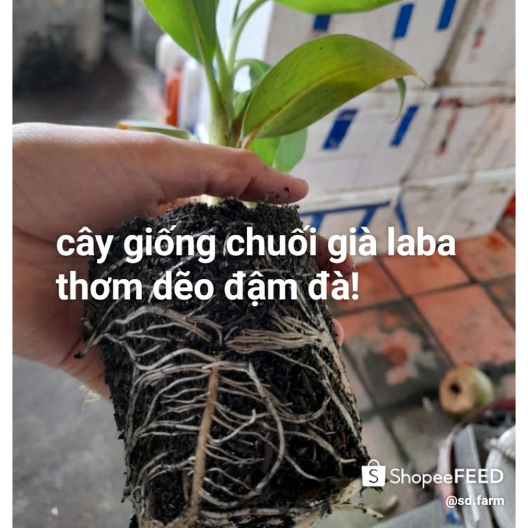 Cây giống chuối già Laba(thuần xứ nóng)
