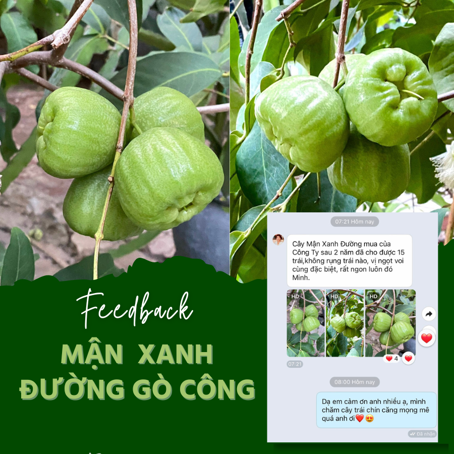 Cây Mận Xanh Đường Gò Công