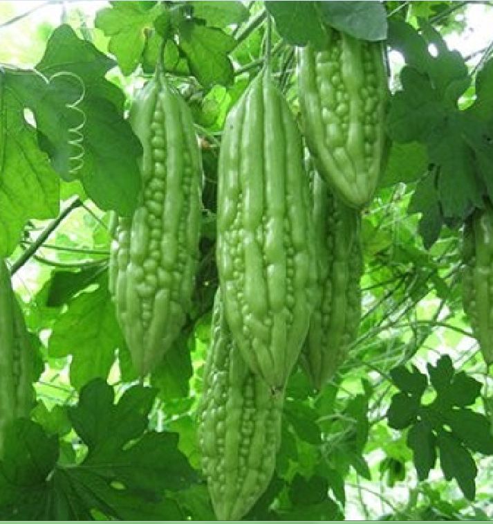 Hạt giống khổ qua mỡ ta - Gói 10 Hạt