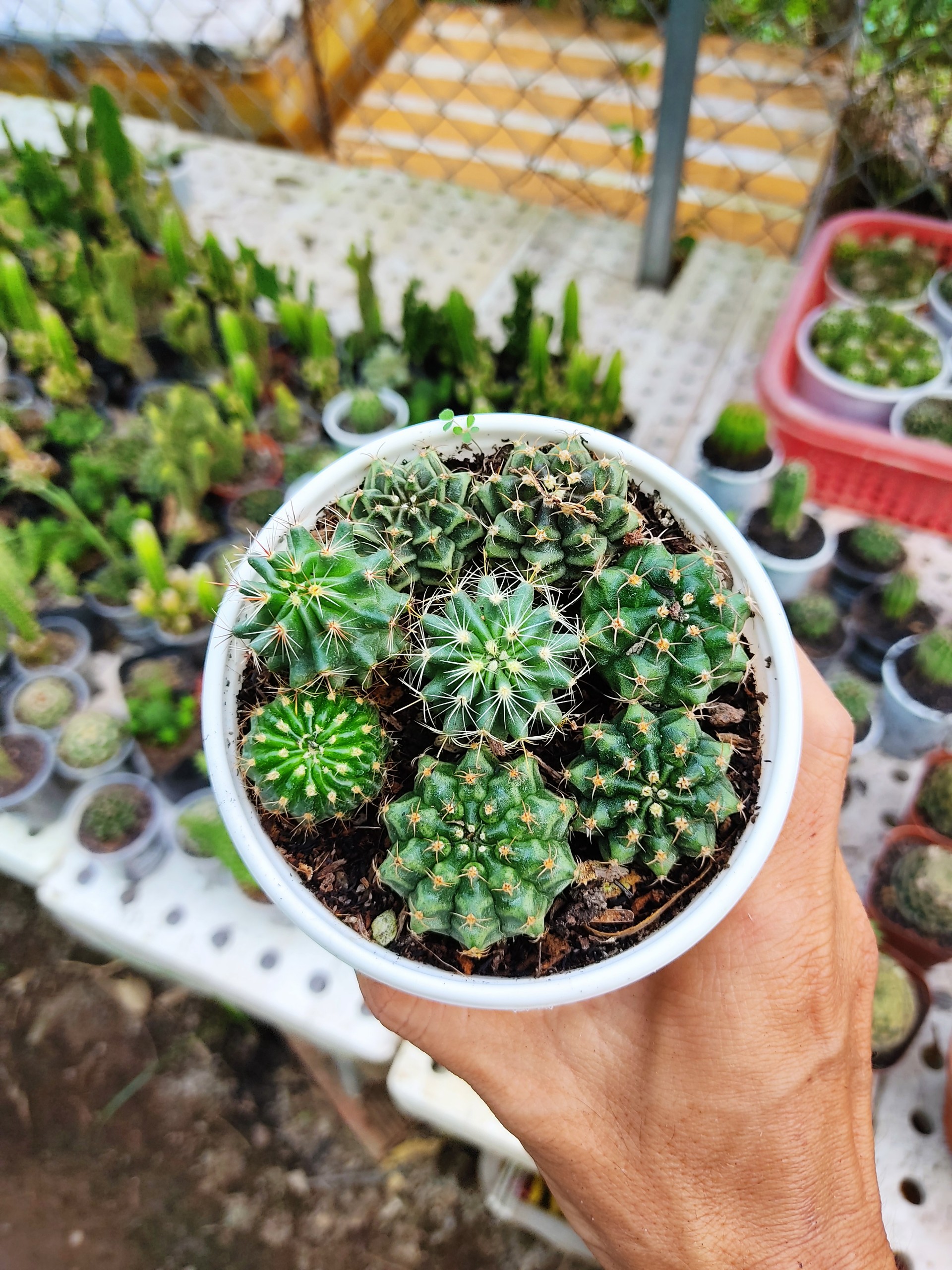 Combo 2 chậu xương rồng Mix (size chậu 10 cm)