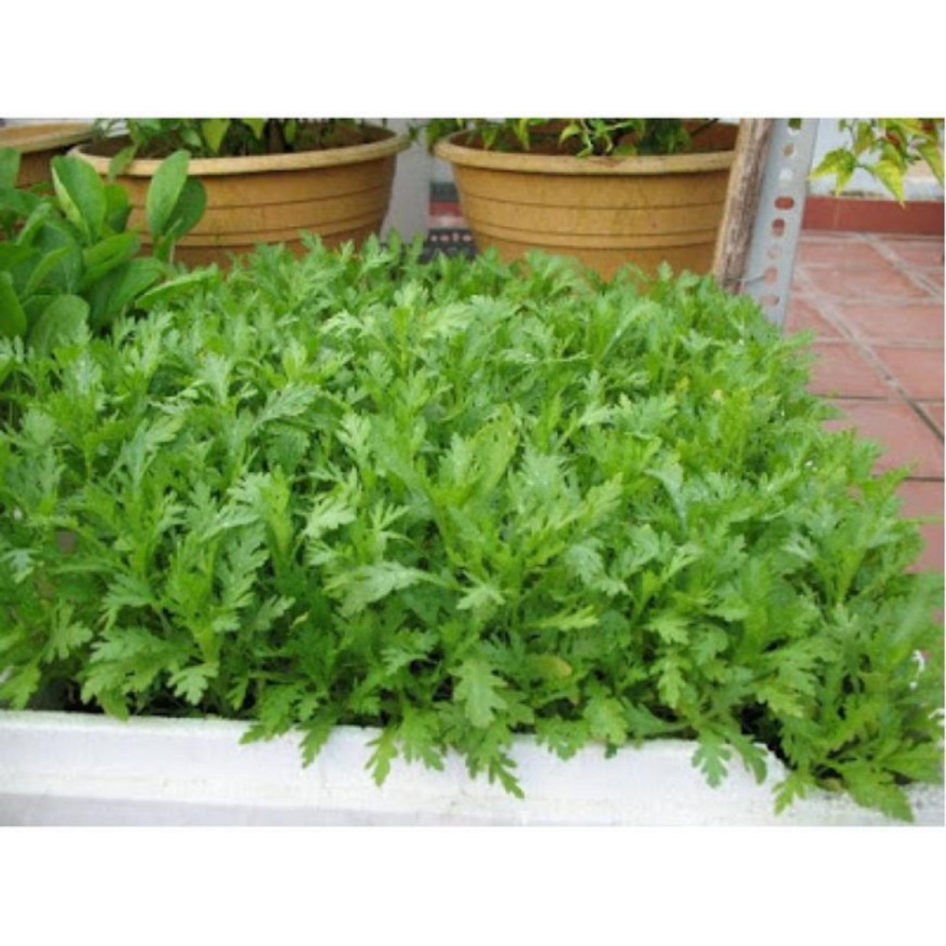 20g Hạt giống Rau tần ô