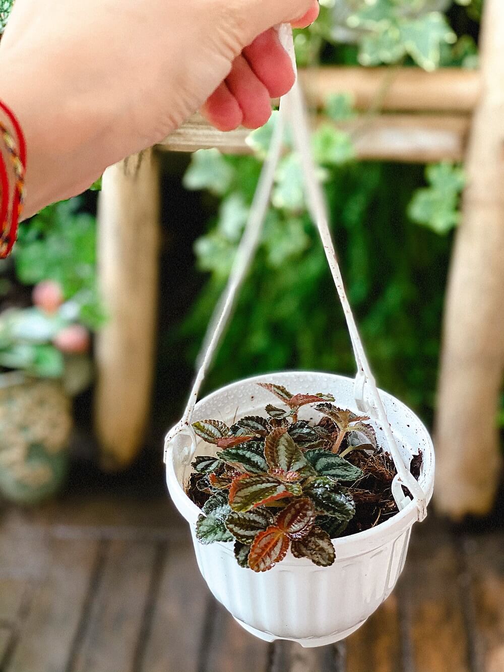 Cây Pilea repens Bronze (Đồng Hổ Nhĩ, Tai Hổ Màu Đồng) chậu treo bí ngô
