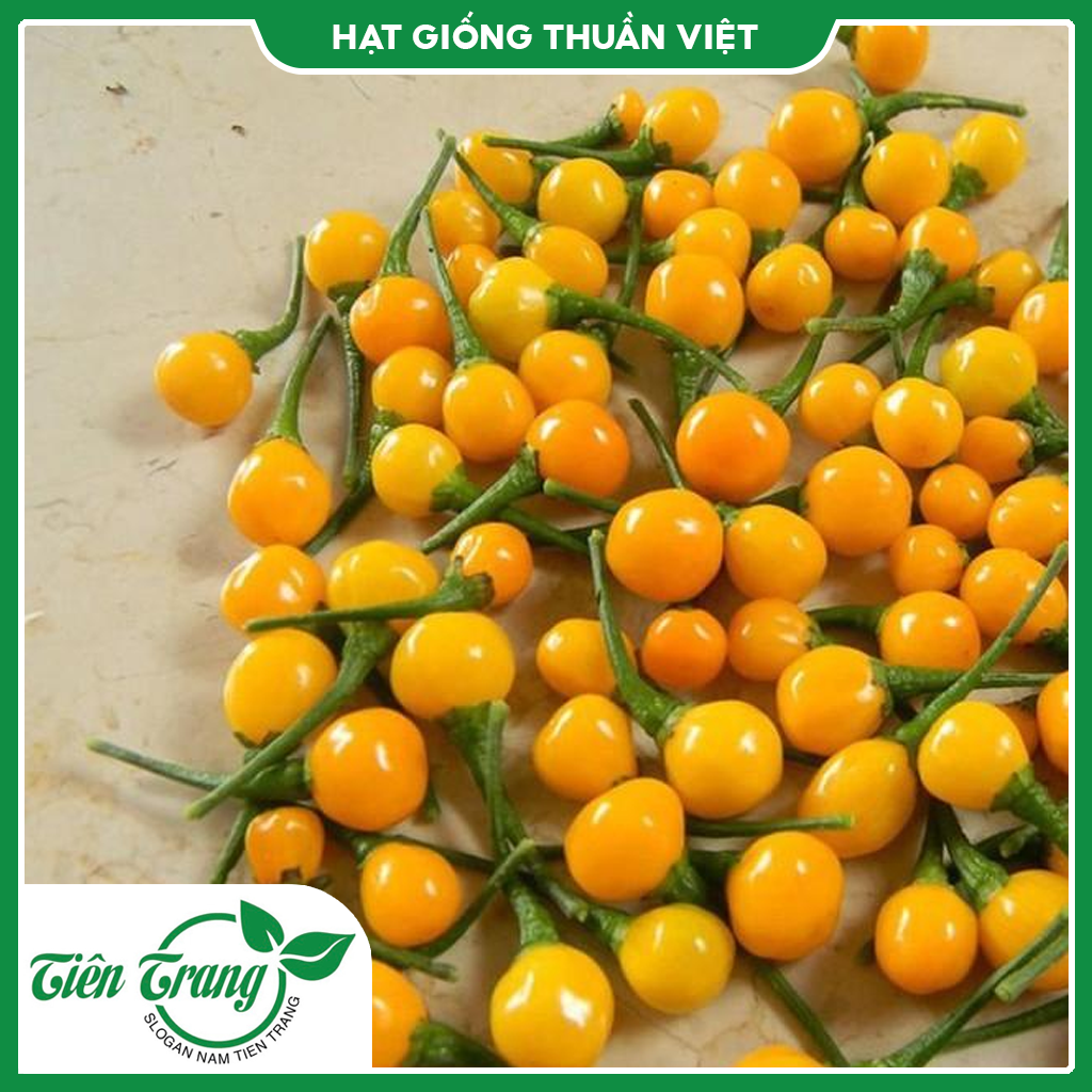 Hạt giống Ớt CHARAPITA Peru siêu cay