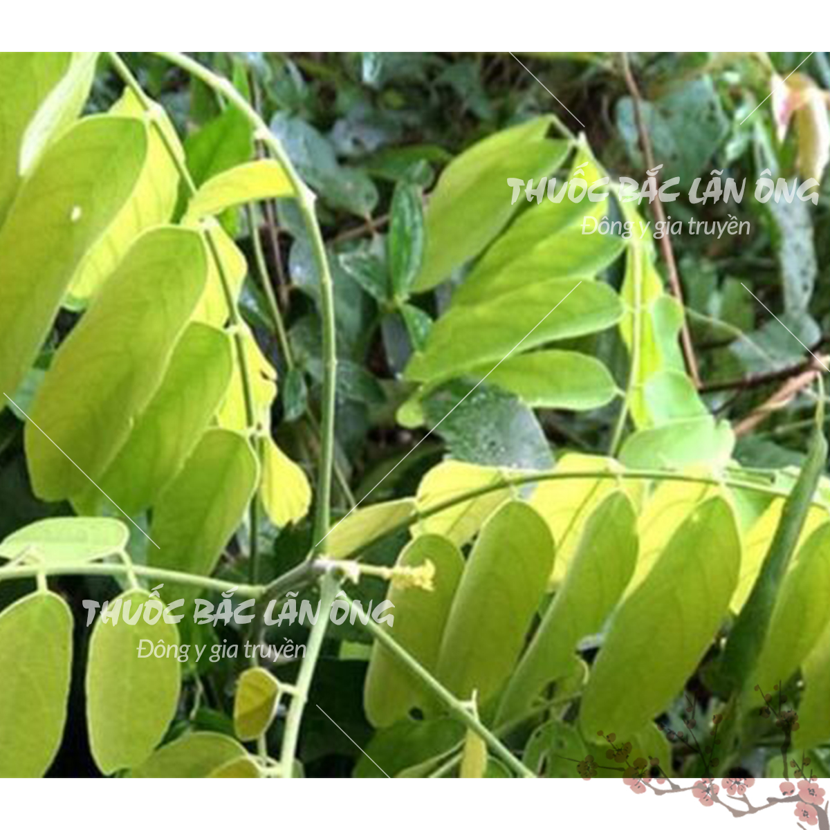 Mú từn 500g, rễ cây mú tửn khô, thơm, sạch, hỗ trợ bổ thận tráng dương, tăng cường sinh lý, mạnh gân cốt