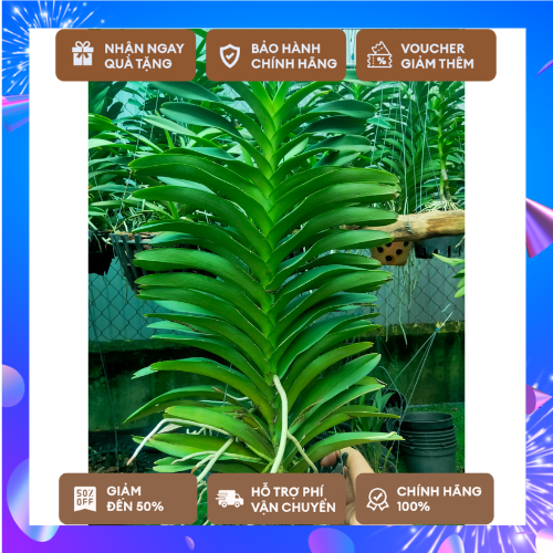 Hoa Lan MoKaRa_VanDa_ Chậu 2 cây _Cây trưởng thành chuẩn bị hoa