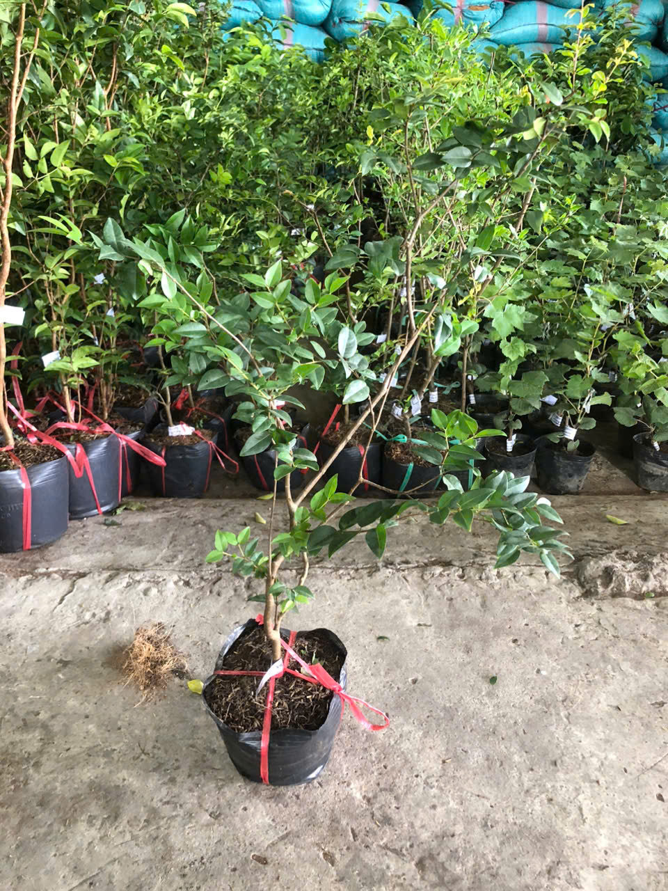 Wooden Grain Grape Seedlings 12 Crops/ Quarterly, Depending on the Lot, for Male Children in the South