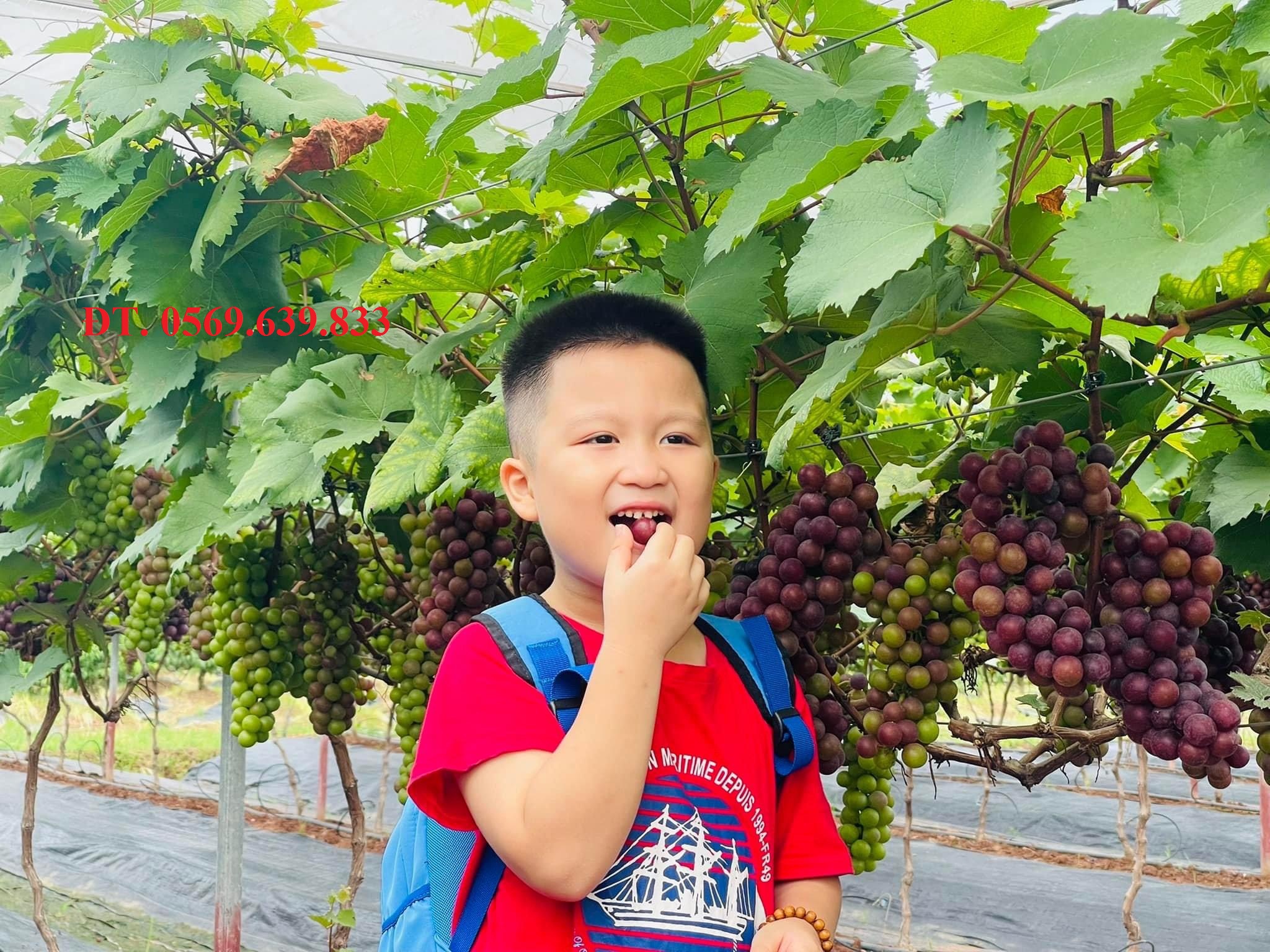 cây giống nho trái tim đỏ