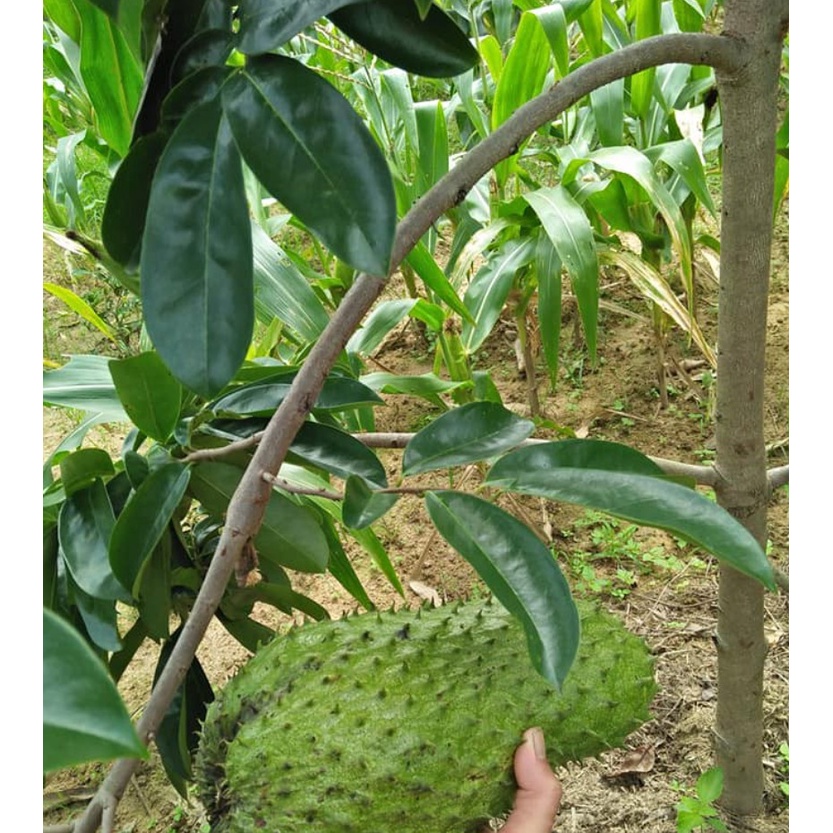 Cây giống mãng cầu xiêm ngọt không hạt
