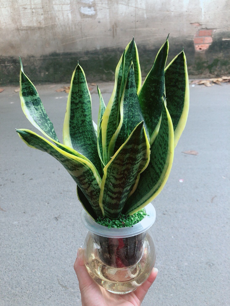 [HCM]Chậu Lưỡi Hổ Vàng Thuỷ Canh