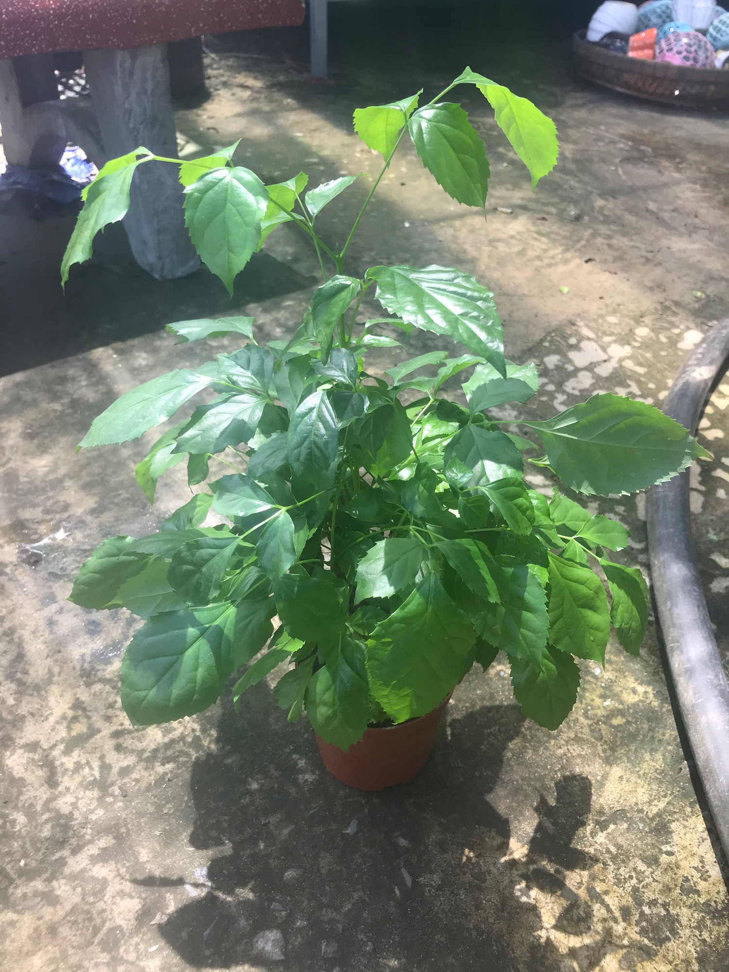 caykiengsadec - Cây hạnh phúc + tặng phân bón cho cây
