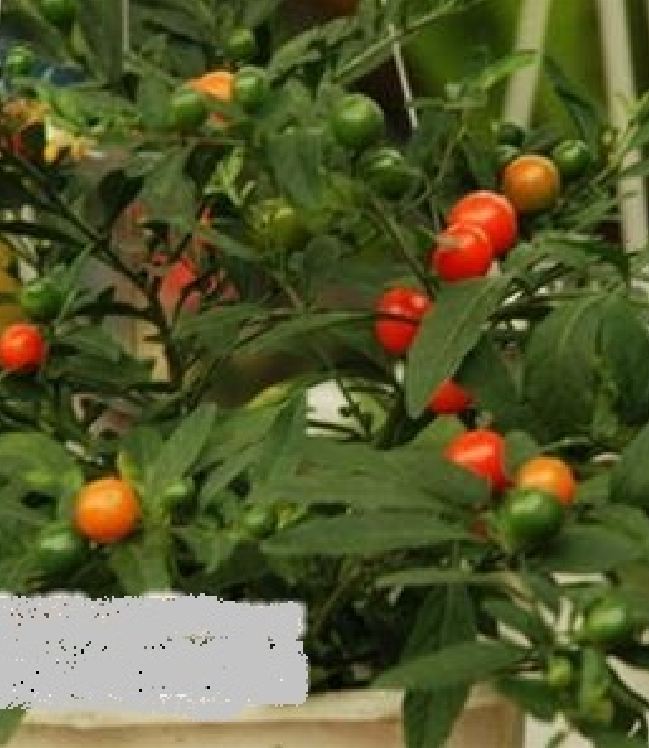 Hạt giống Ớt kiểng quả tròn - Gói 30 Hạt