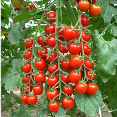 hạt giống cà chua bi chùm thái lan gói 35 hạt