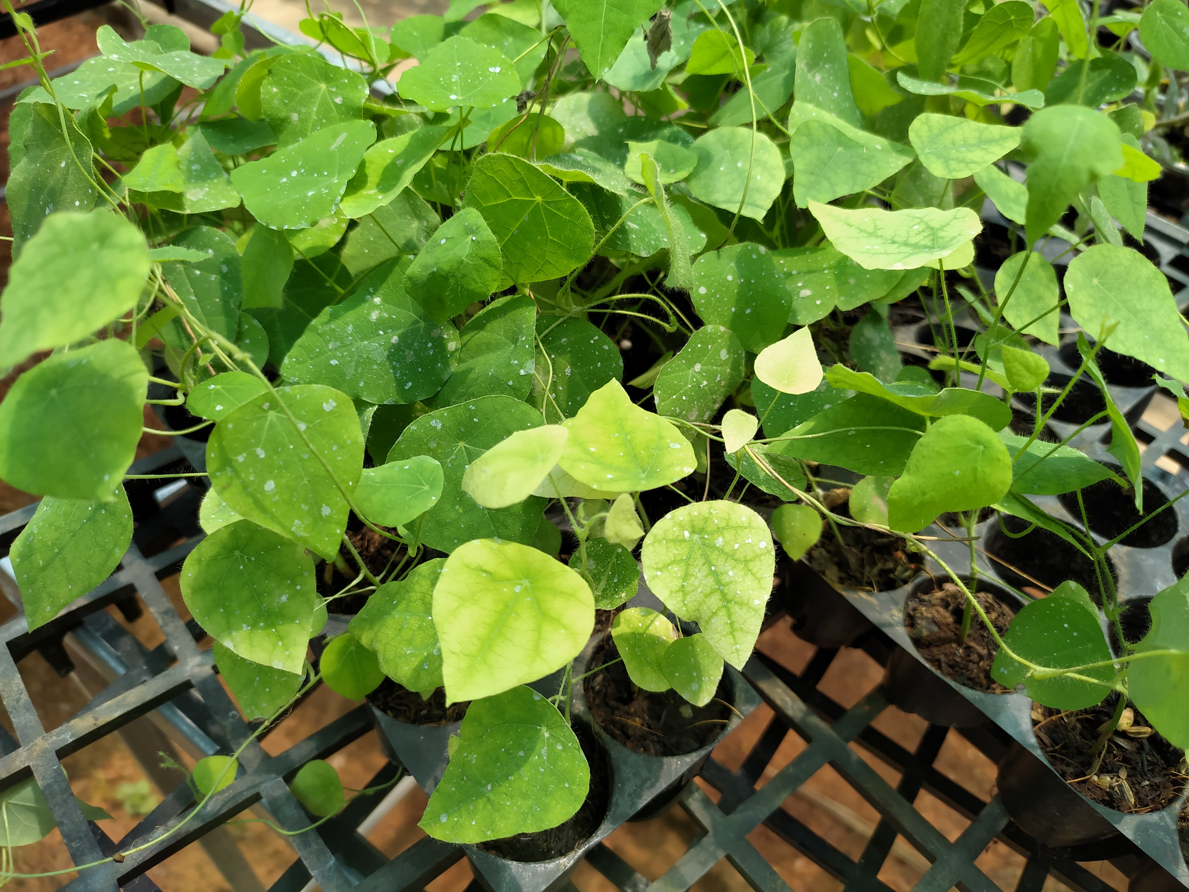 Combo of 10 forest ginseng plants (feather ginseng) sowing