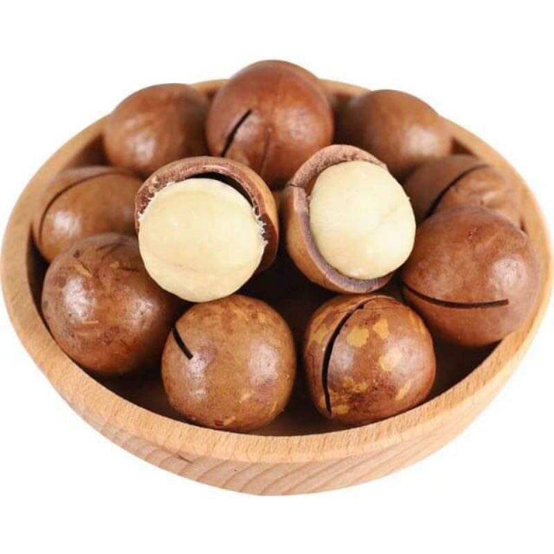 Cây giống mắc ca