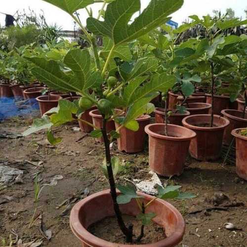 CÂY GIỐNG SUNG MỸ CAMY ( CÂY VẢ TÂY ) QUẢ TO SIÊU NGỌT GIỐNG CHUẨN F1