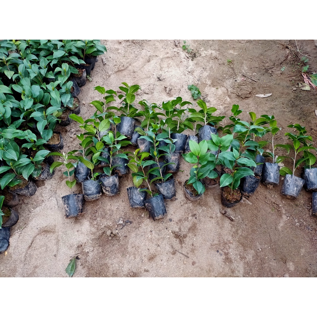 Cây trà my giống- đủ màu cây cao 10-15cm