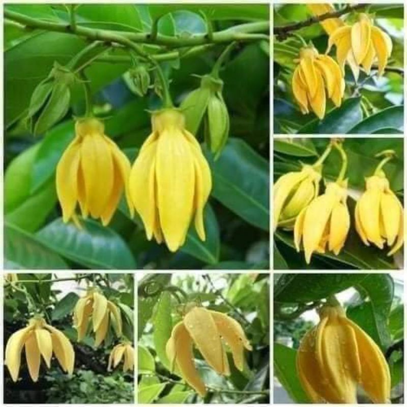 cây giống hoa dẻ  rừng hoa thơm nức