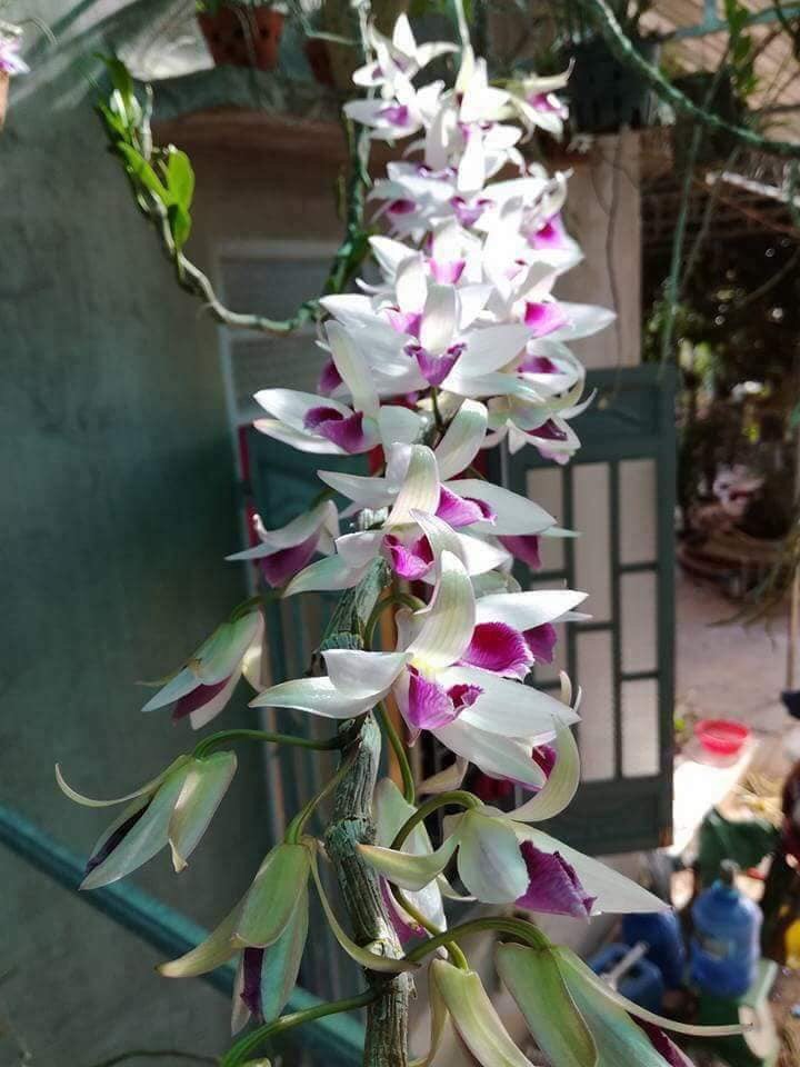 Phi điệp ám cao bằng hàng giống