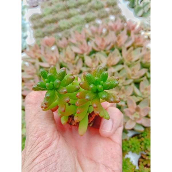 Sen Đá Thạch Ngọc Đỏ Mini - Jelly Bean - SEDUM RUBROTINCTUM