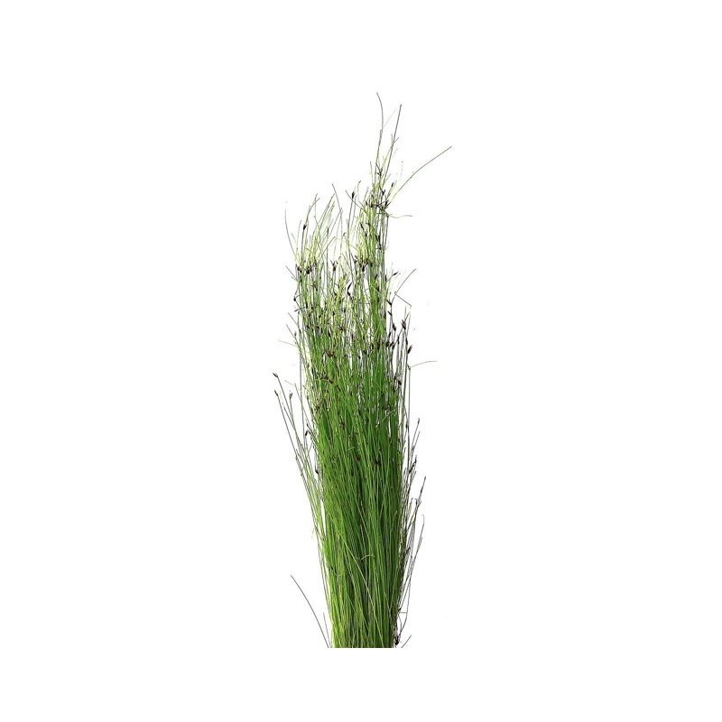 Eleocharis Vivipara - Cây Cỏ Tóc - Cây Trang Trí