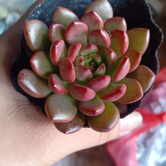 Sen đá ruby cute size bầu