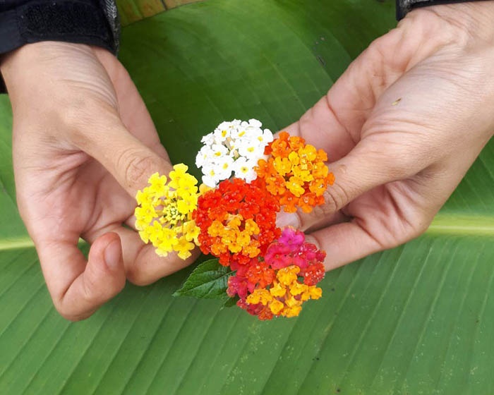 COM BO 4 CÂY HOA NGŨ SẮC RỦ GIỐNG