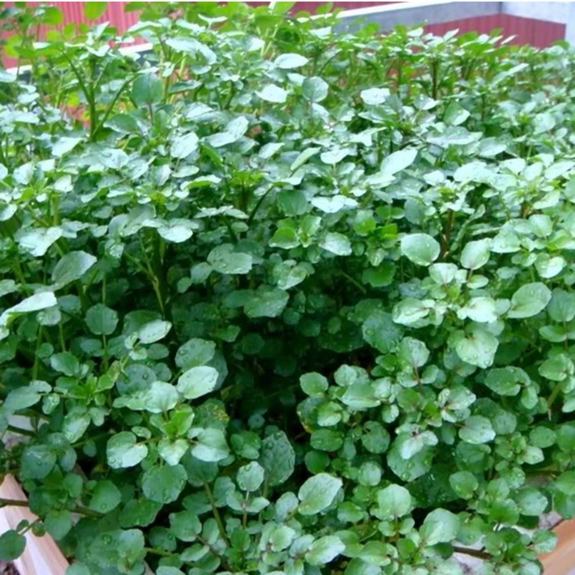 Hạt giống Xà lách xoong VTS41 | Vạn Tín Store